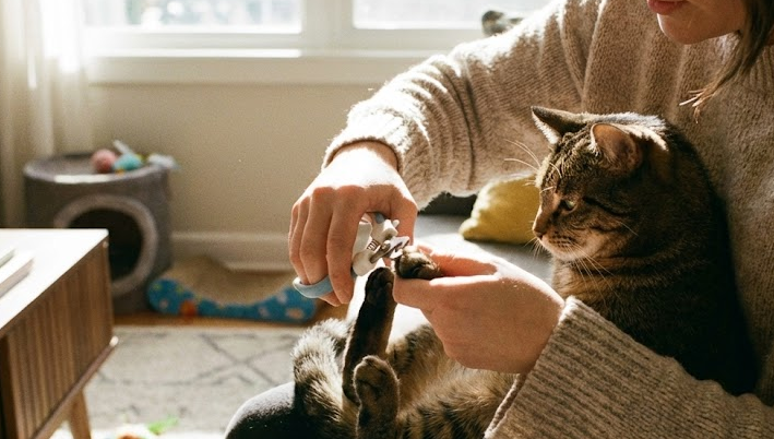 고양이 발톱깎이